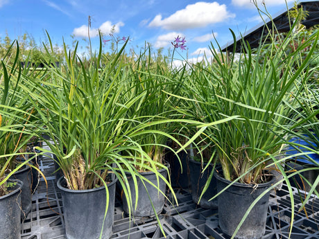 Grow Society Garlic in South Florida Year Round!