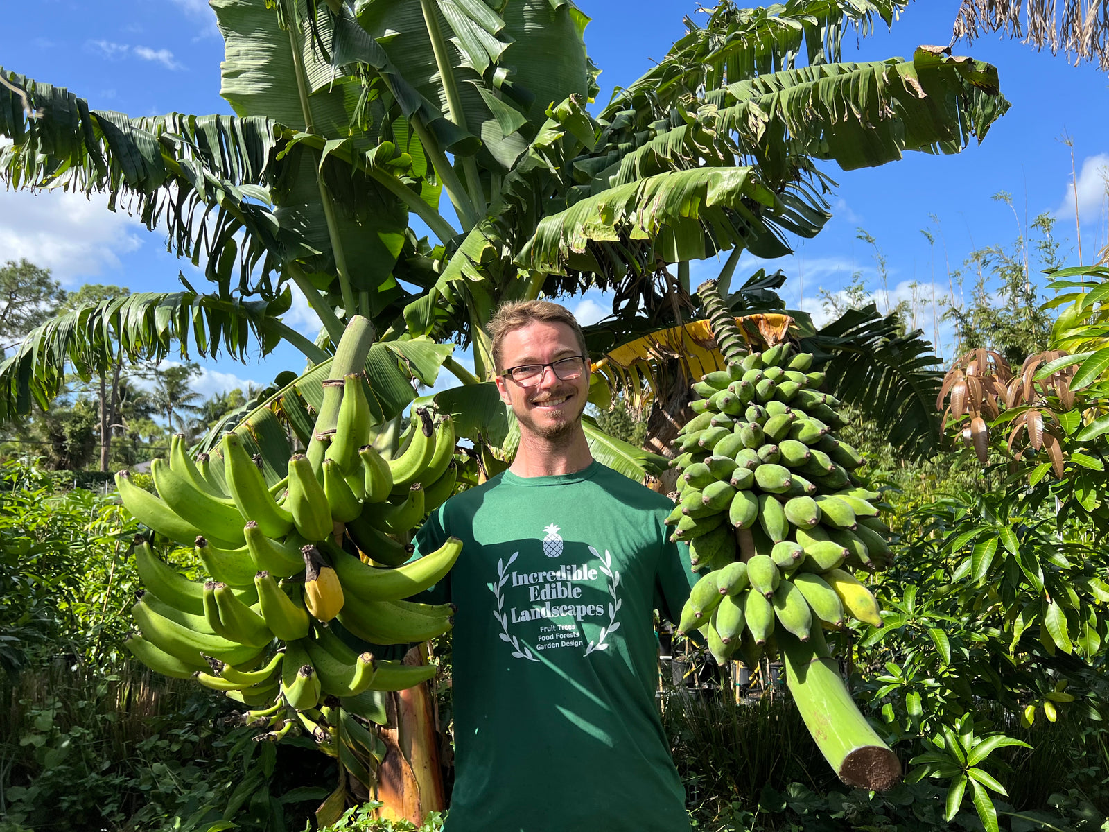 Bananas and Plantains - Top Crop for South Florida - 2 Must Have Varieties For Your Food Forest