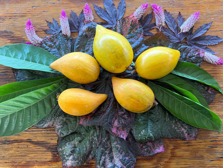 Discover the Deliciousness of Canistel Fruit