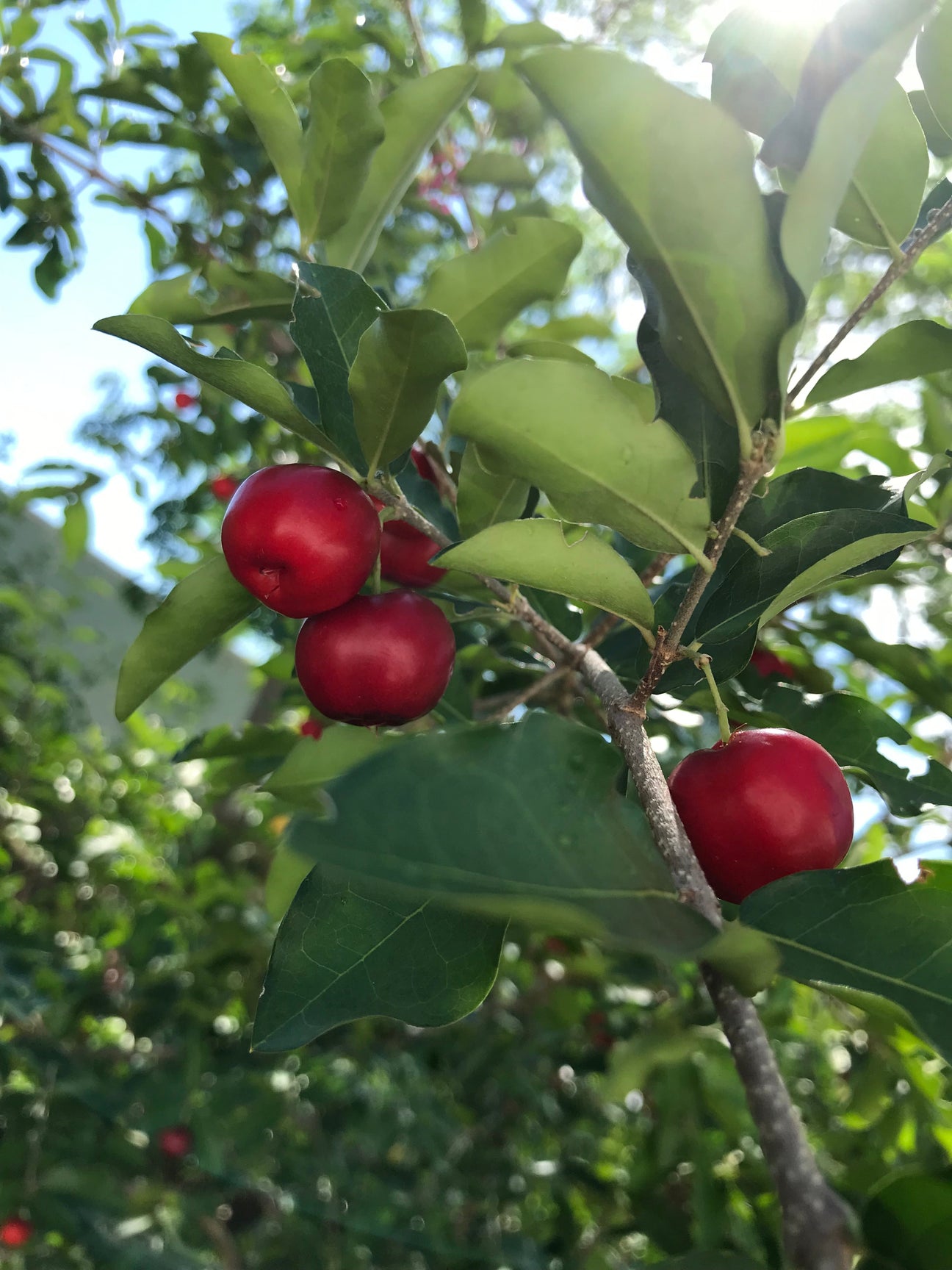 Tropical Cherries and Berries