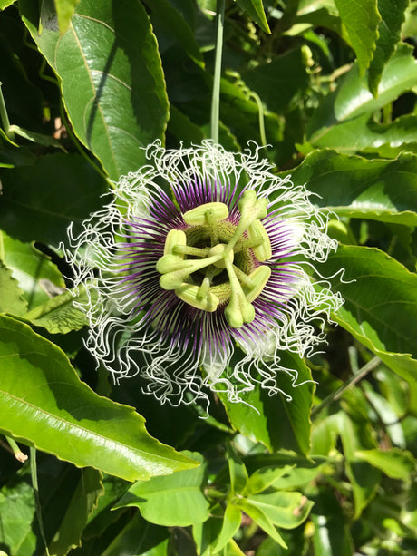 Passionfruit