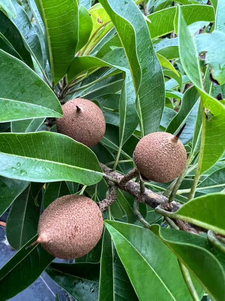 Sapodilla