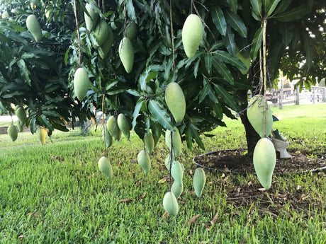 Mango