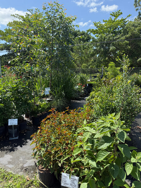 Support Species for the Food Forest