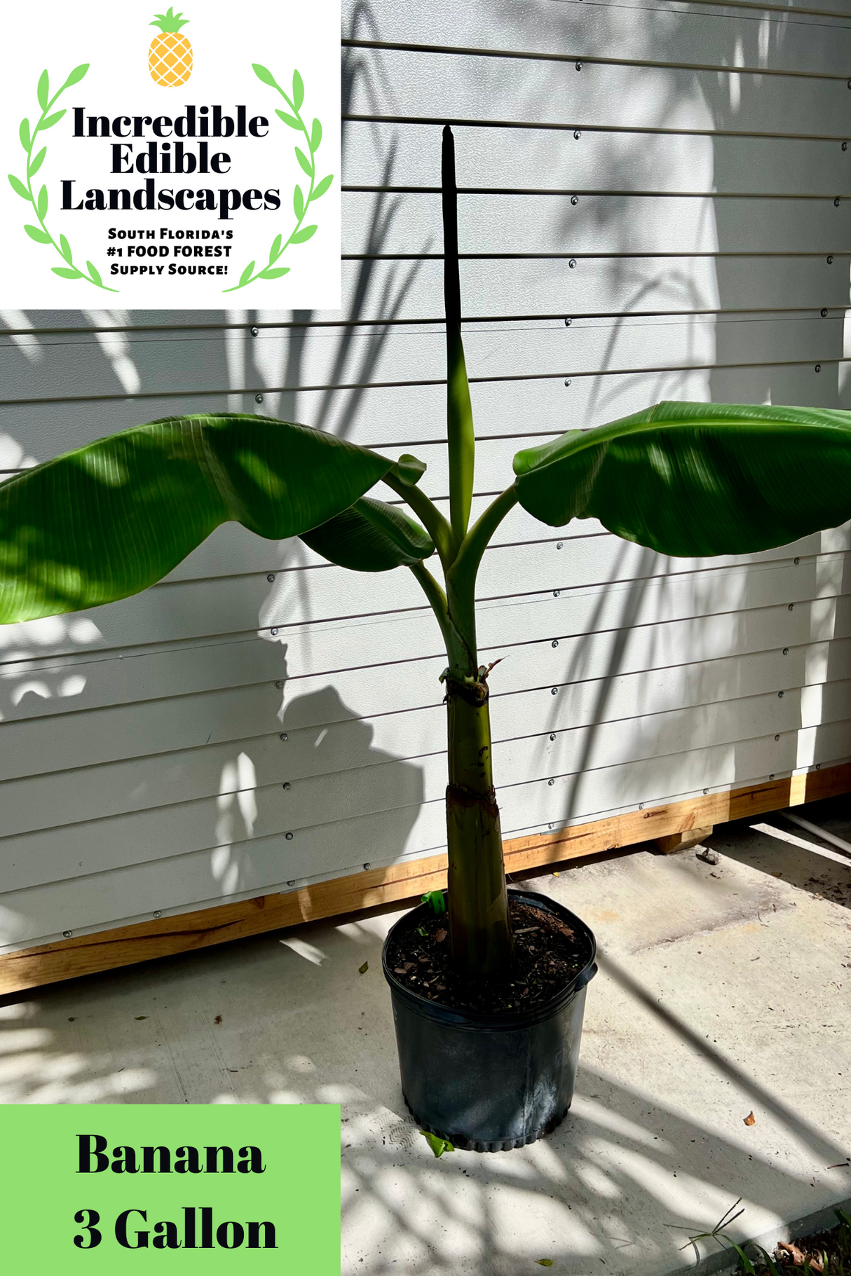 Banana Plant 'Sweetheart' (FHIA-03)