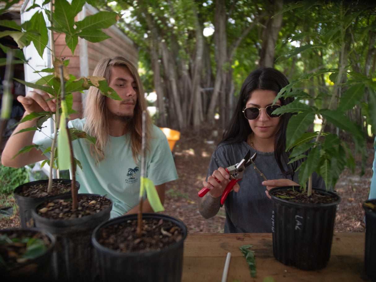Intermediate Fruit Tree Grafting - Beyond the Basics w/ Sapodillas & More!