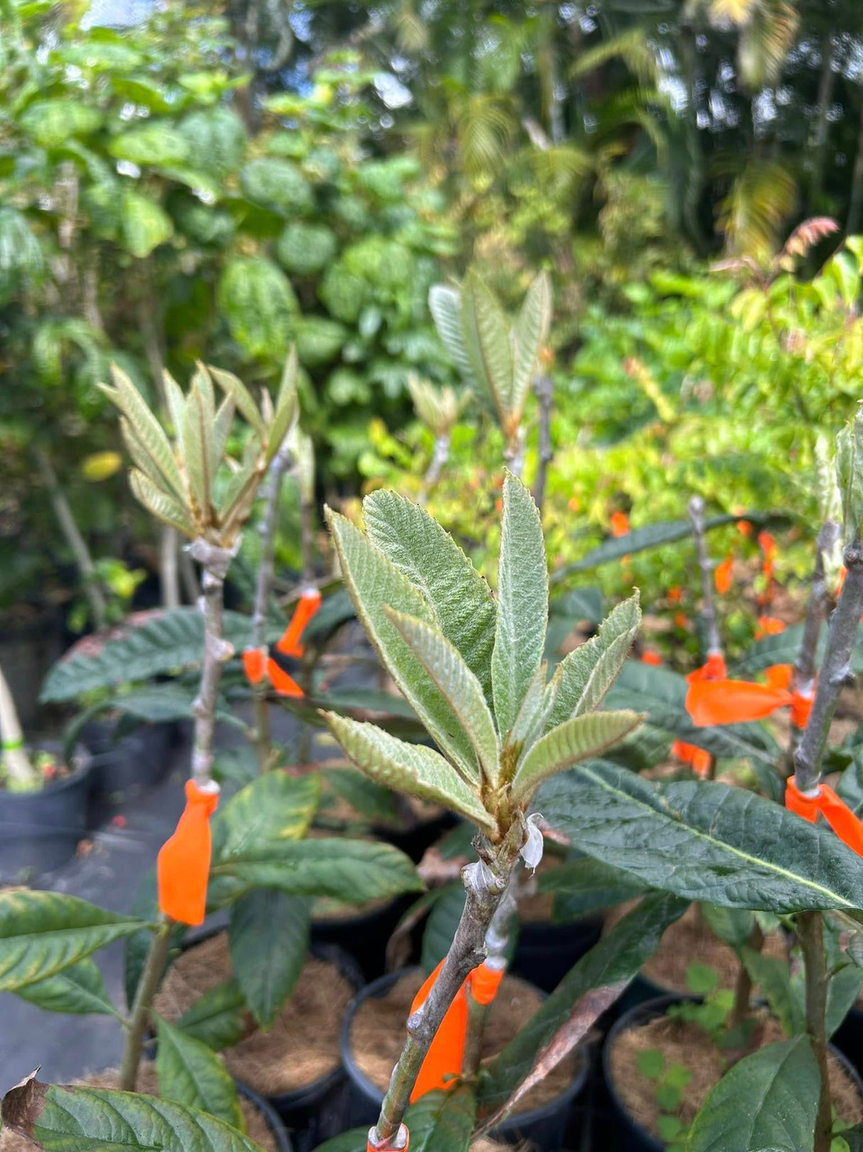 Intermediate Fruit Tree Grafting - Beyond the Basics w/ Sapodillas & More!
