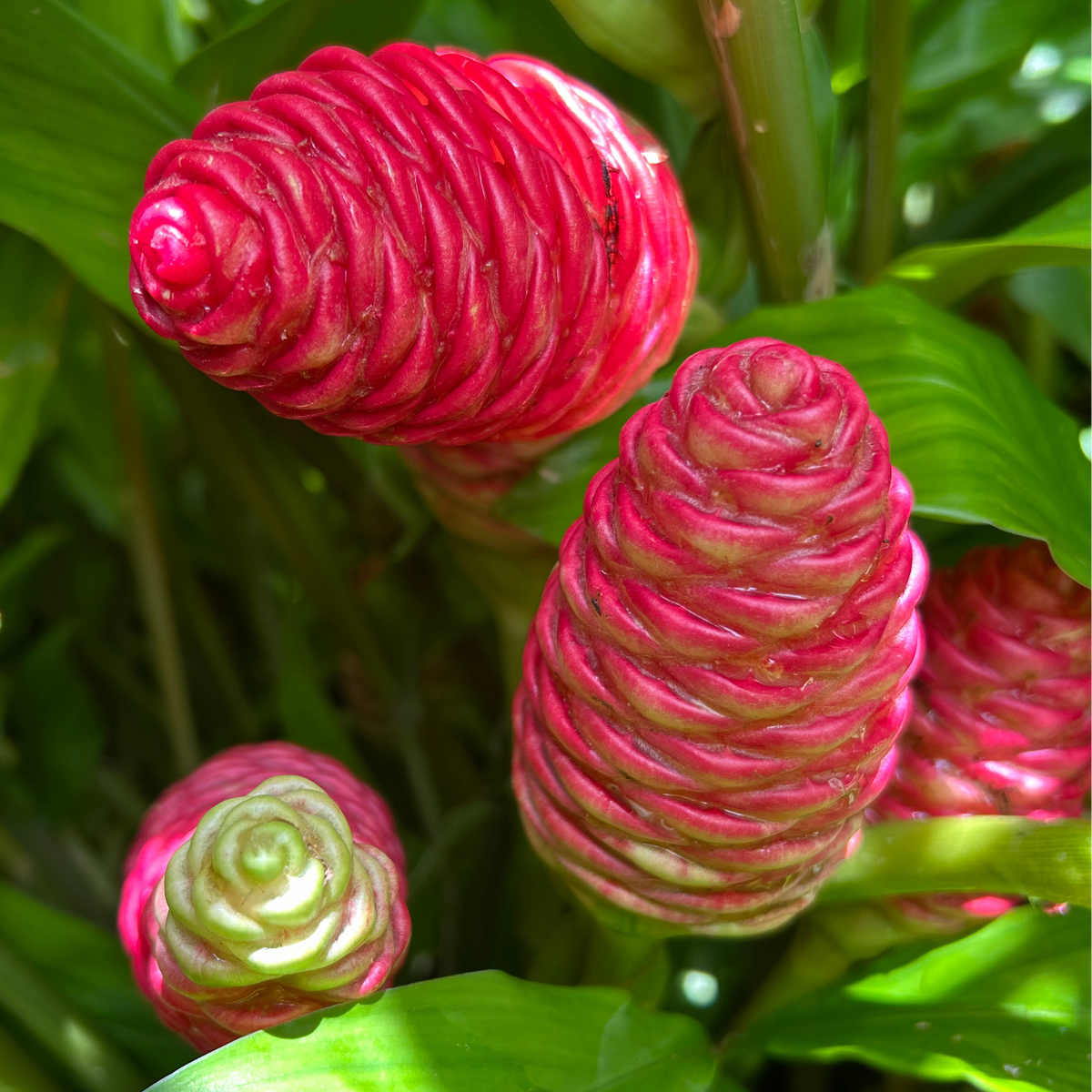 shampoo ginger lily flower Shampoo Ginger Plant – Incredible Edible Landscapes