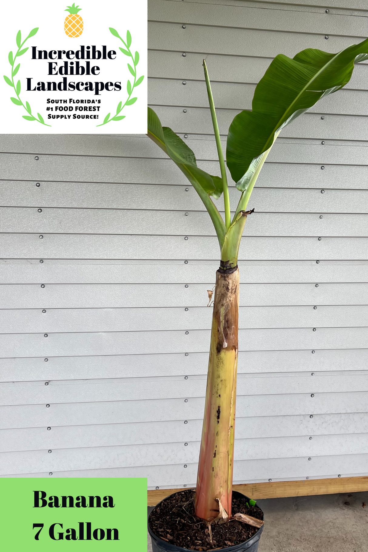 Banana Plant 'Blue Java'