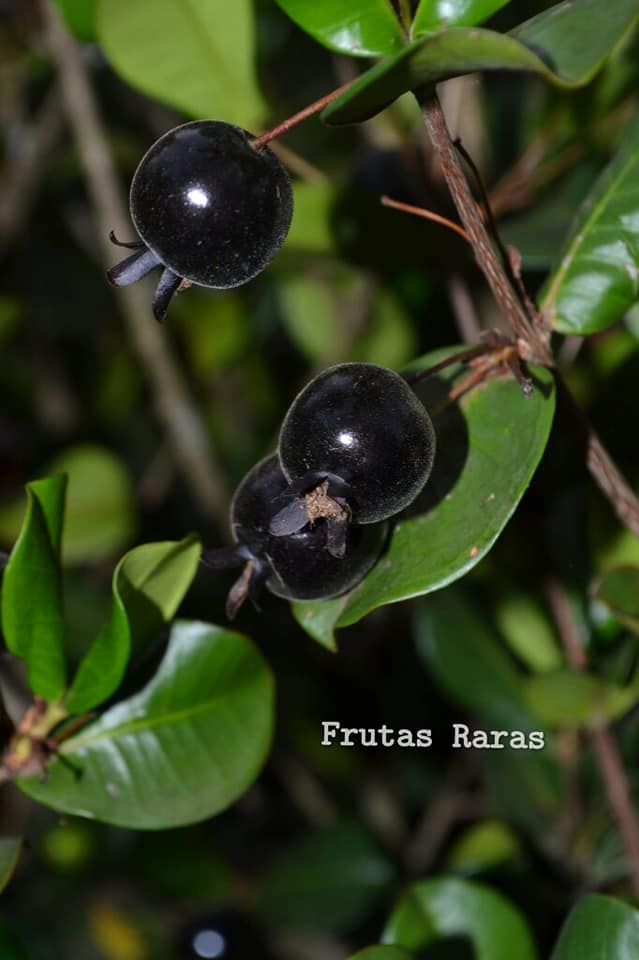 Dwarf Grumichama (Eugenia itaguahiensis)