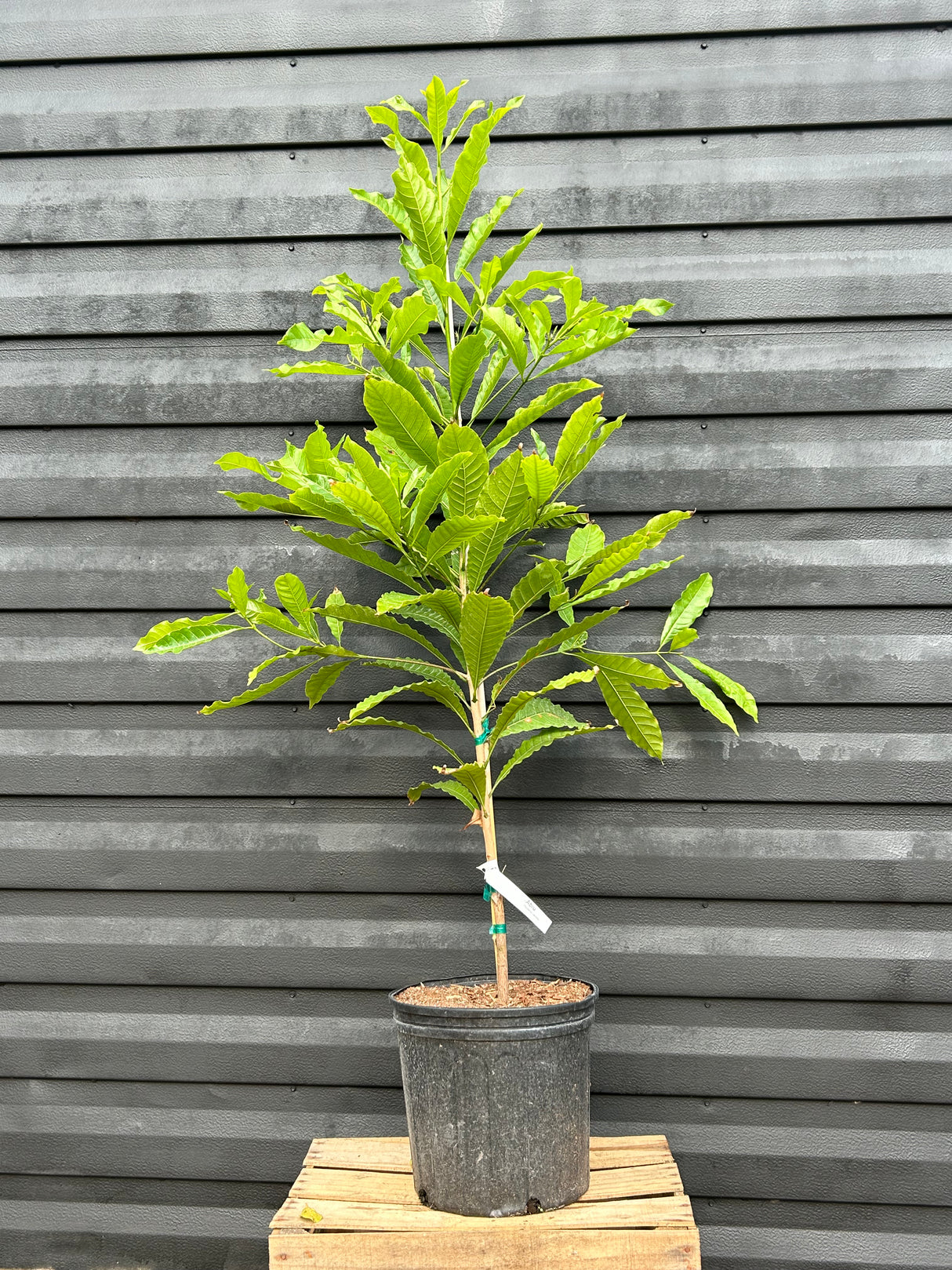 Abiu Tree