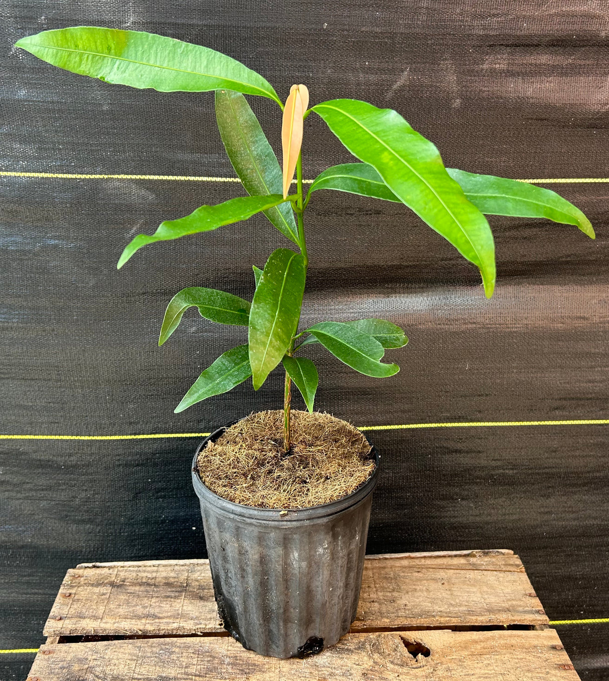 Achachairu Tree