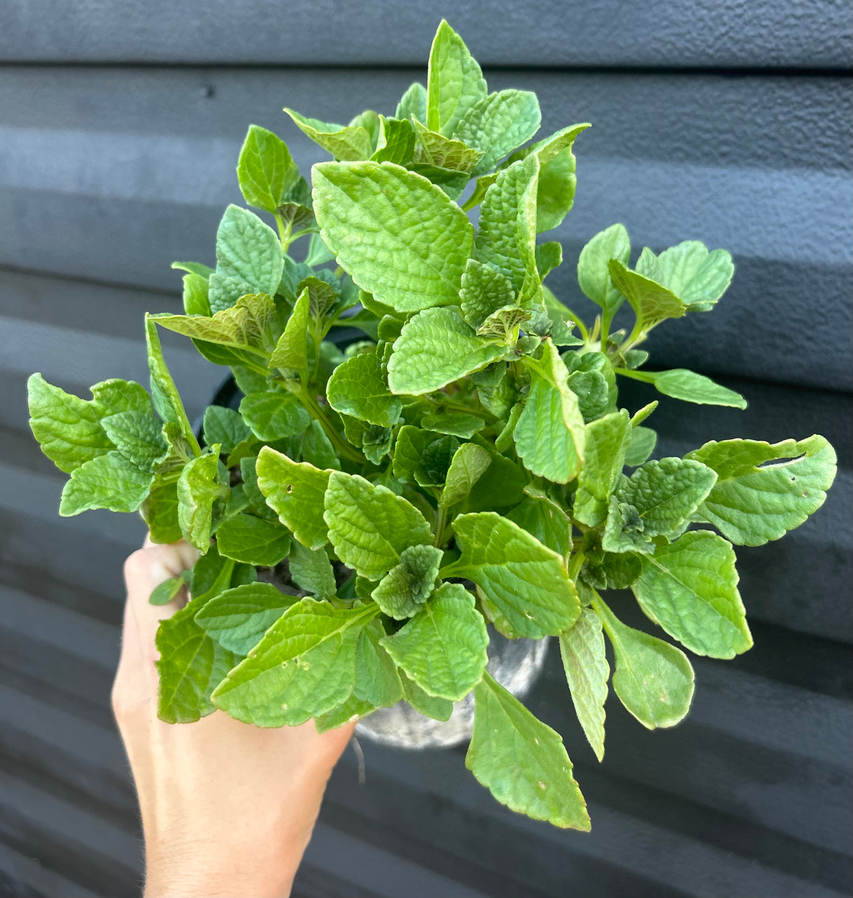 African Potato Mint