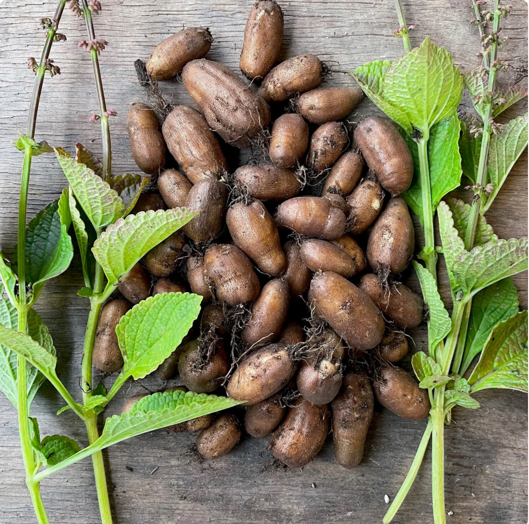 African Potato Mint