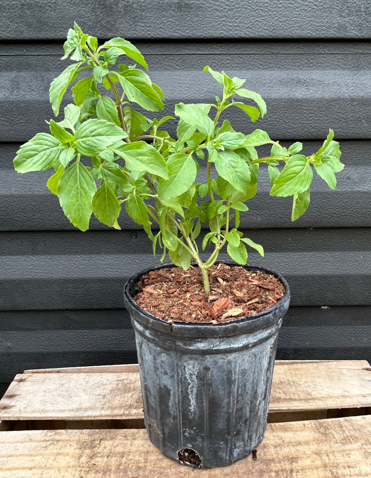 Basil Plant ‘African Tree’