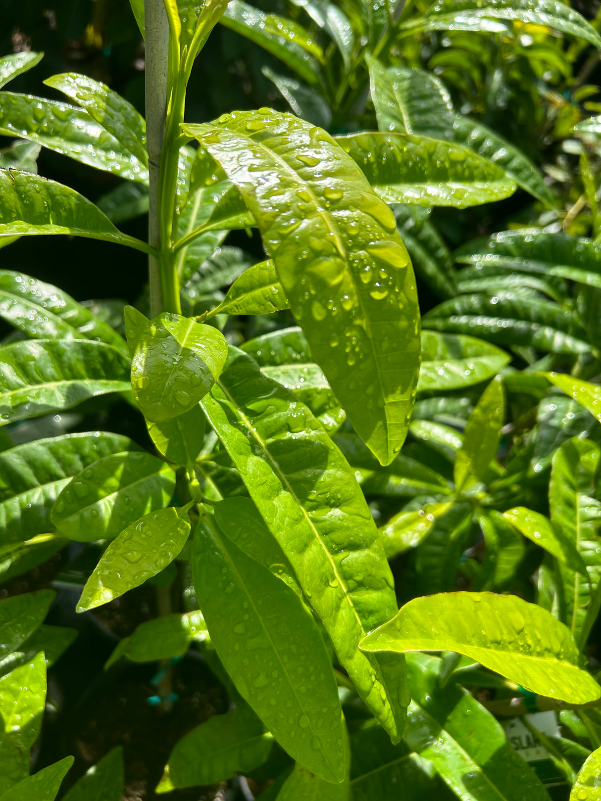 Allspice Tree