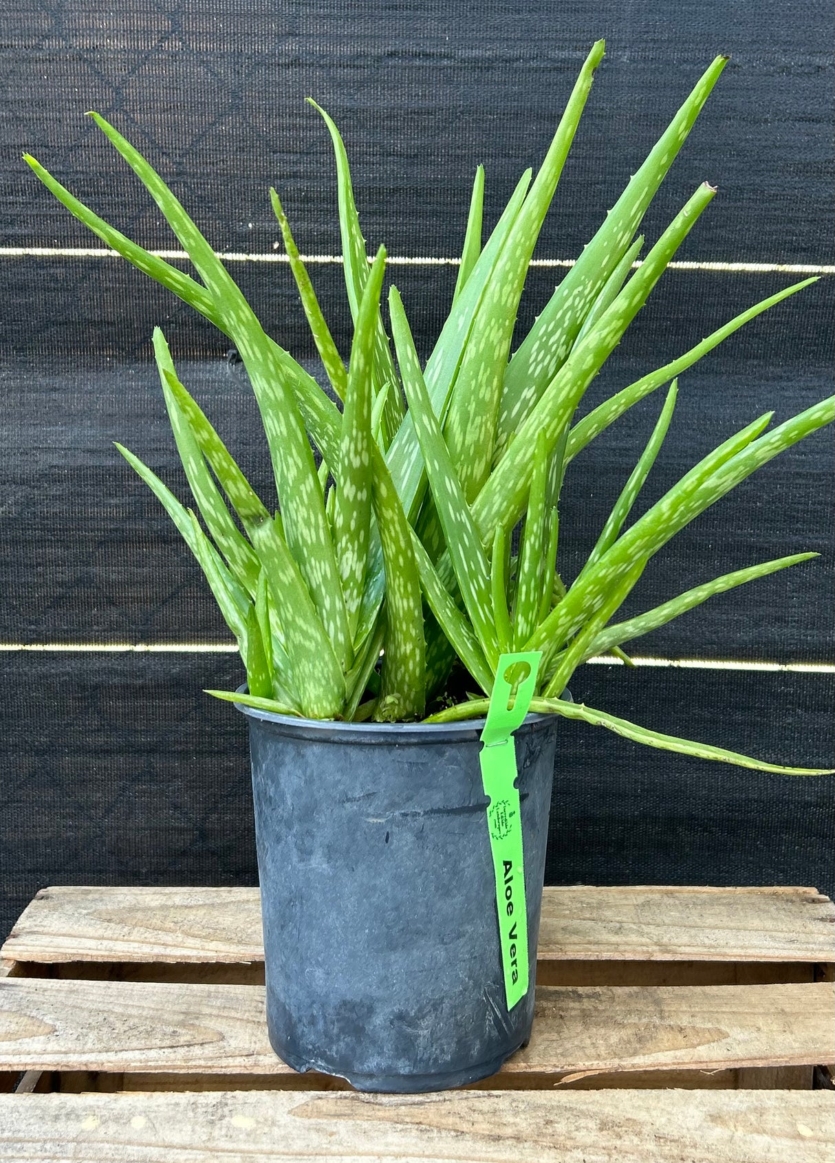 Aloe Vera Plant