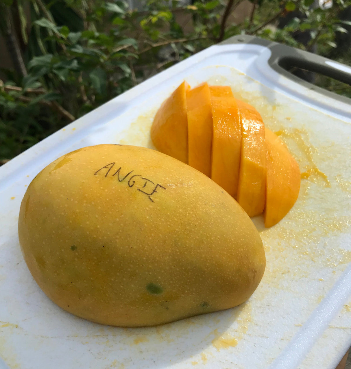 Mango Tree 'Angie'