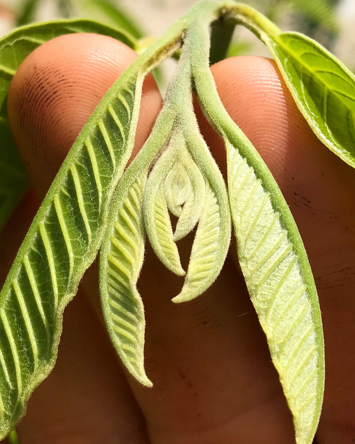 Custard Apple Tree - San Pablo seedling