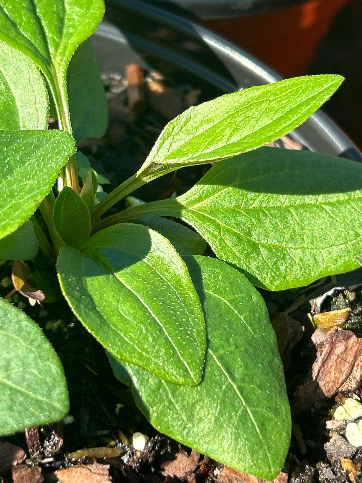 Annual Herb Plant - 6 inch pot