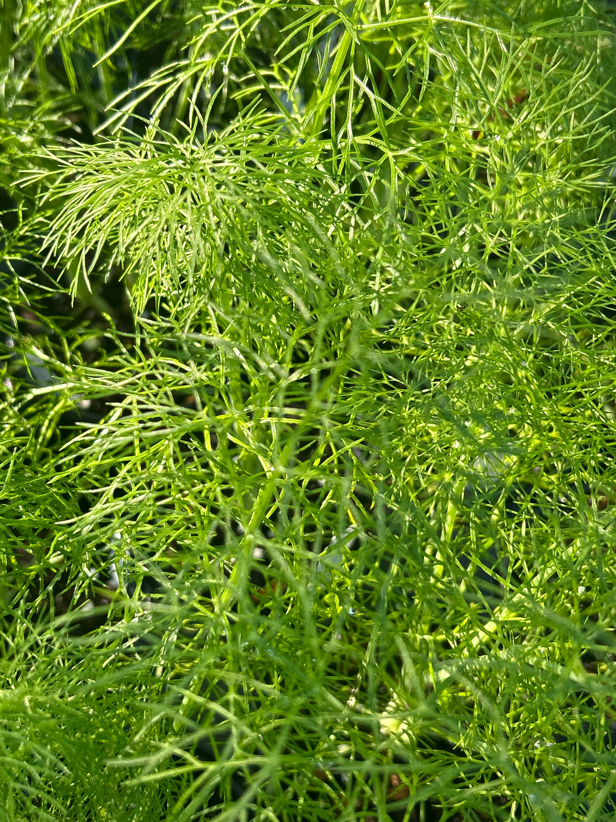 Annual Herb Plant - 6 inch pot