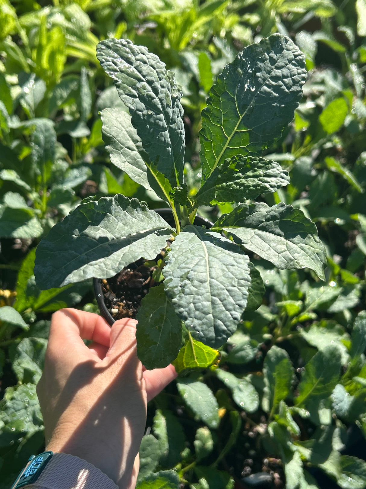Leafy Greens - 4 inch pot