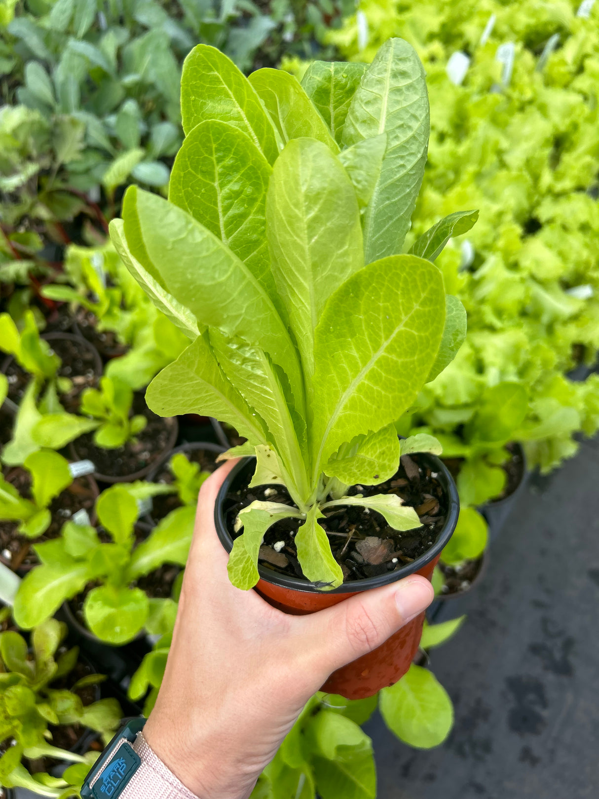 Leafy Greens - 4 inch pot