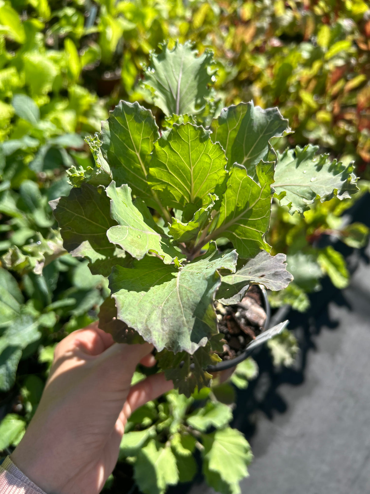 Leafy Greens - 4 inch pot