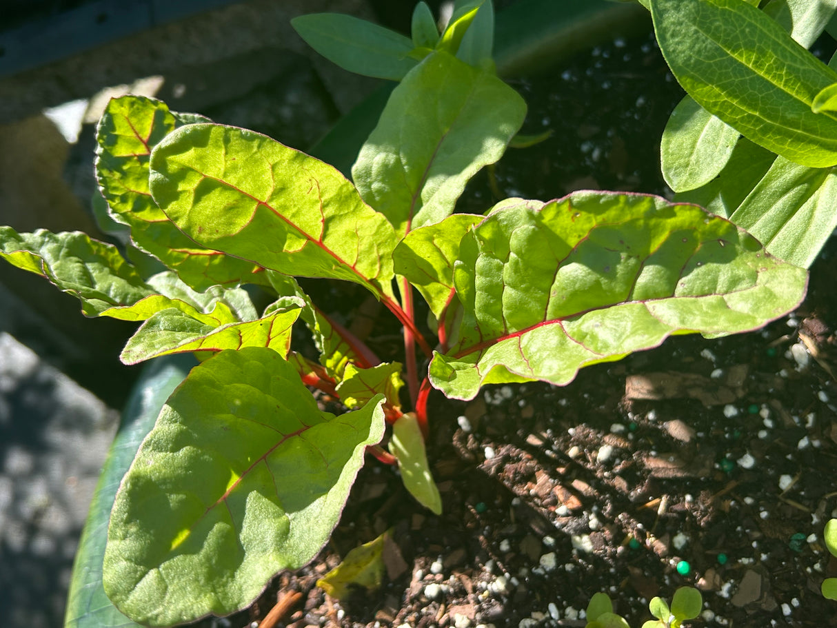 Leafy Greens - 4 inch pot