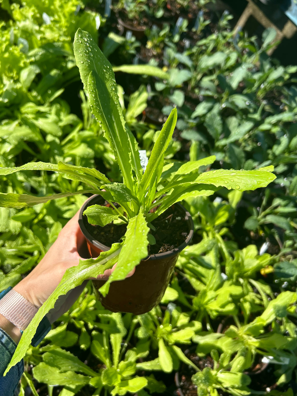 Leafy Greens - 4 inch pot