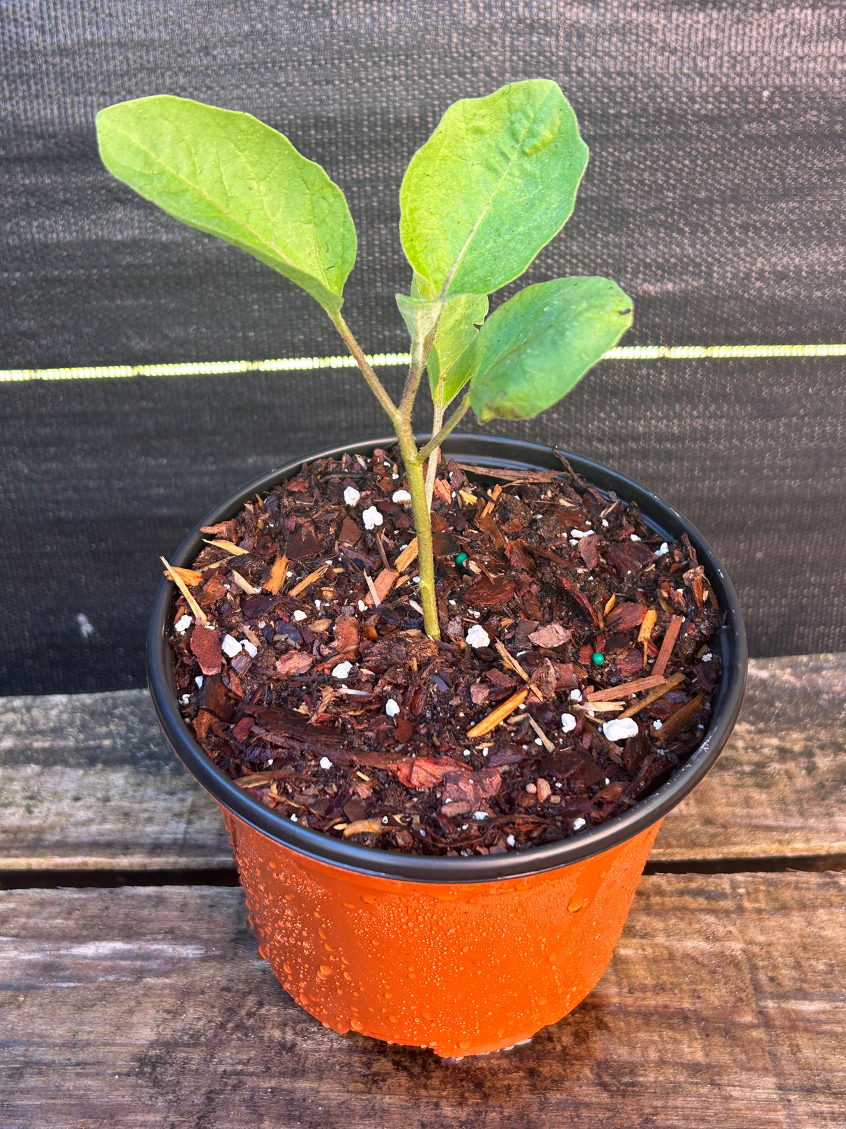 Annual Misc. Vegetable Plant - 6 inch pot