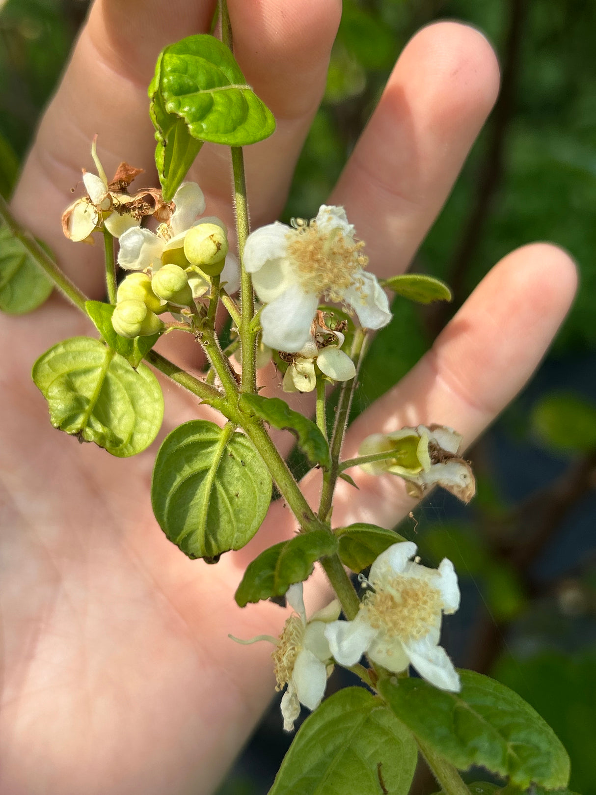 Arazá Plant