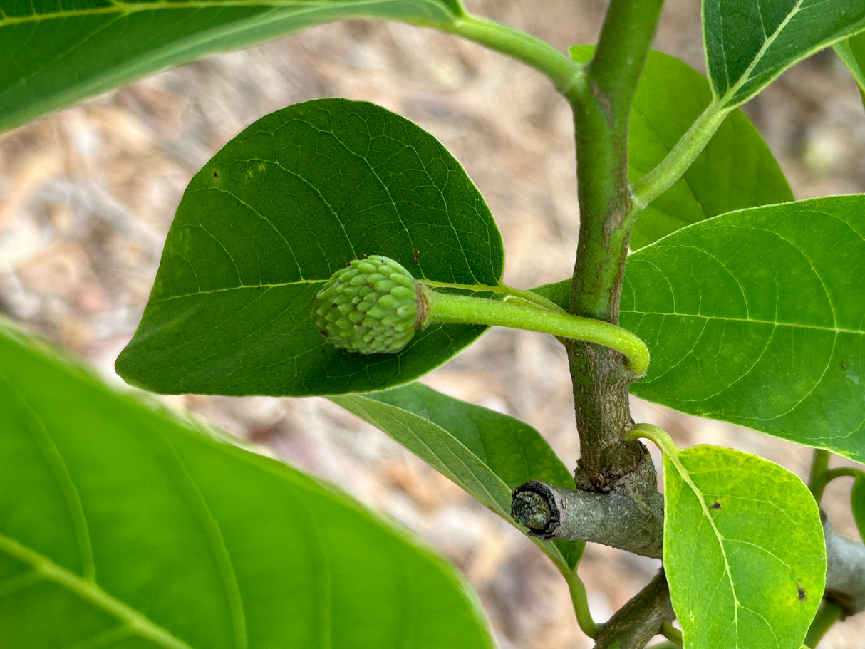 Atemoya Tree 'Geffner'
