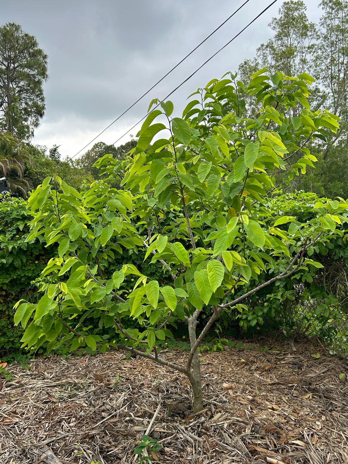 Atemoya Tree 'Geffner'