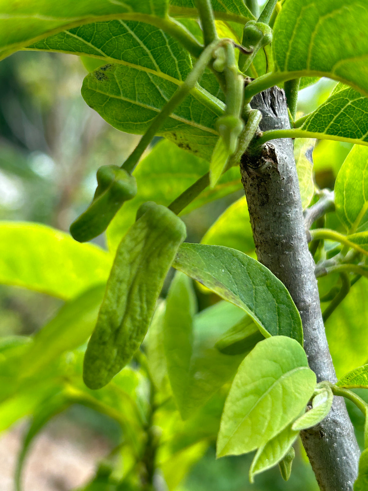 Atemoya Tree 'Phet Pak Chong'