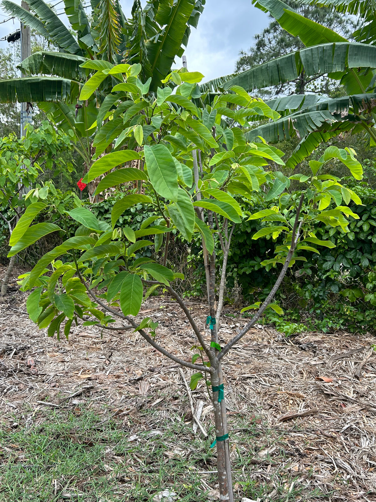 Atemoya Tree 'Phet Pak Chong'