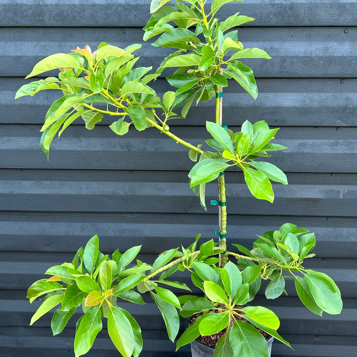 avocado plant leaves Avocado Tree ‘Florida Hass’