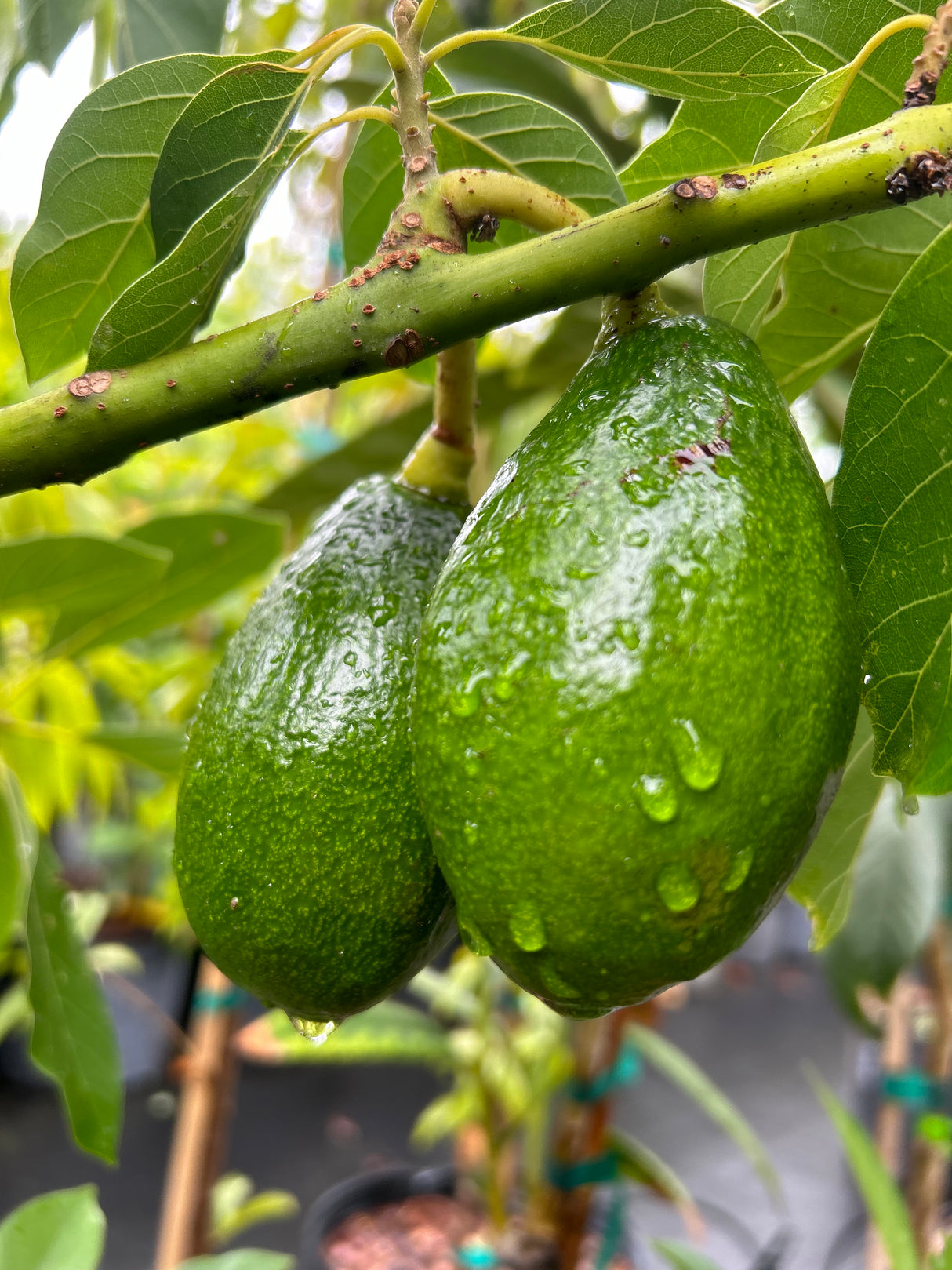 Avocado Tree ‘Bernecker'