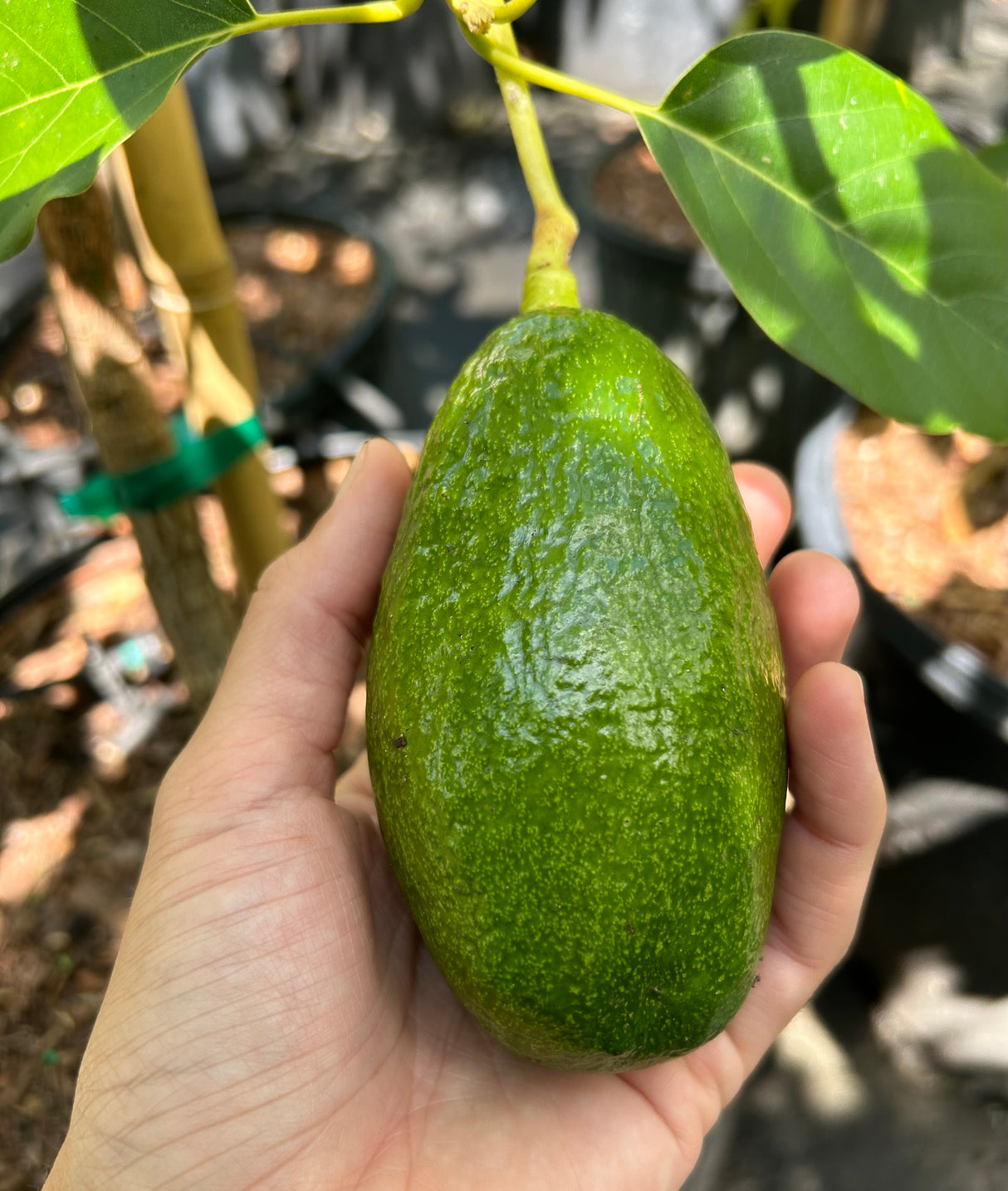 Avocado Tree ‘Beta'