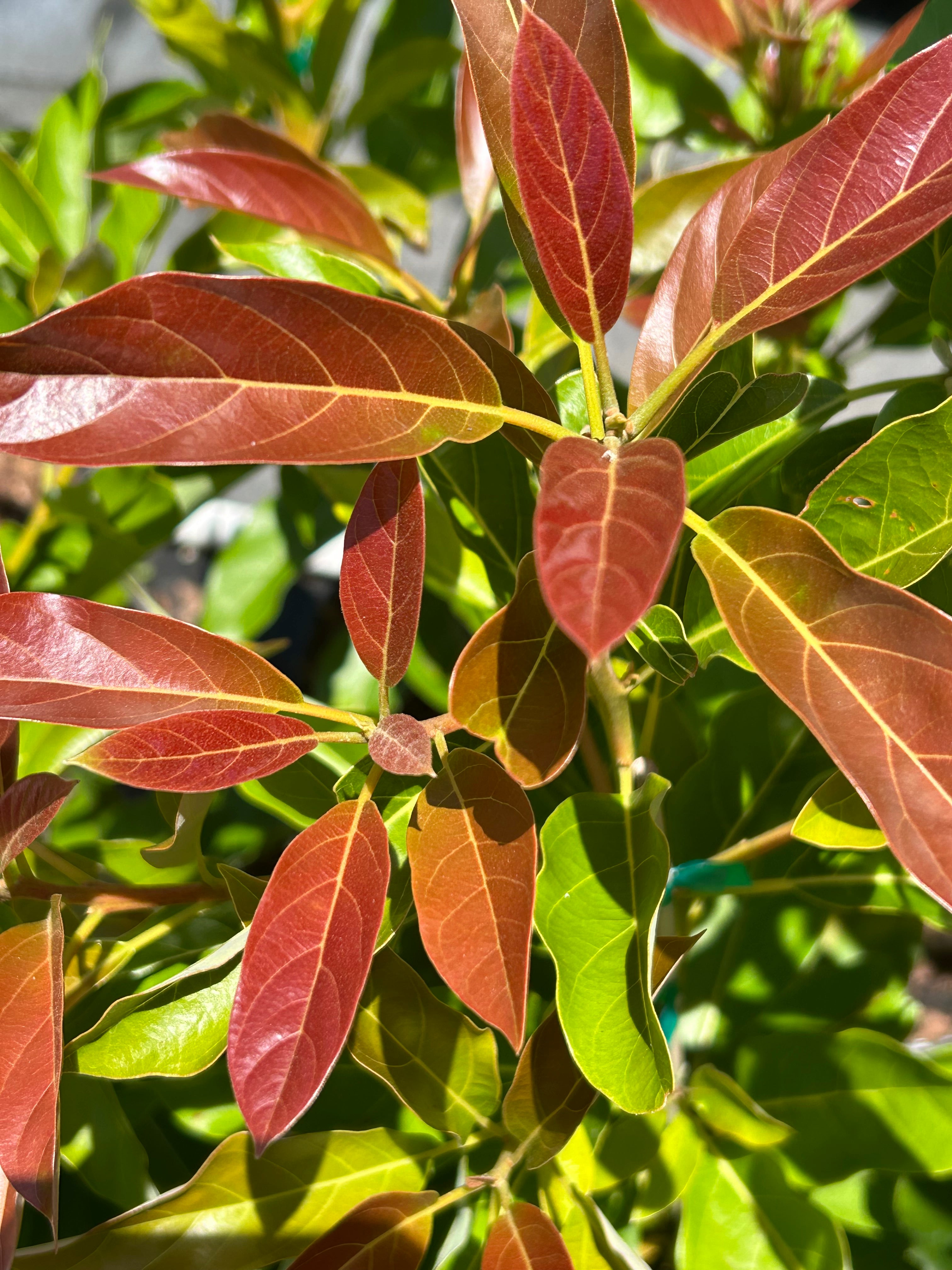 Avocado-Brogdon-NewGrowth.jpg?
