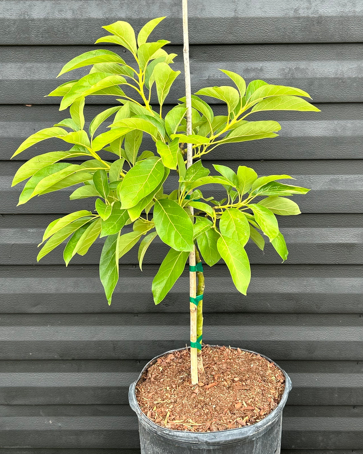 Avocado Tree ‘Thomson Red’