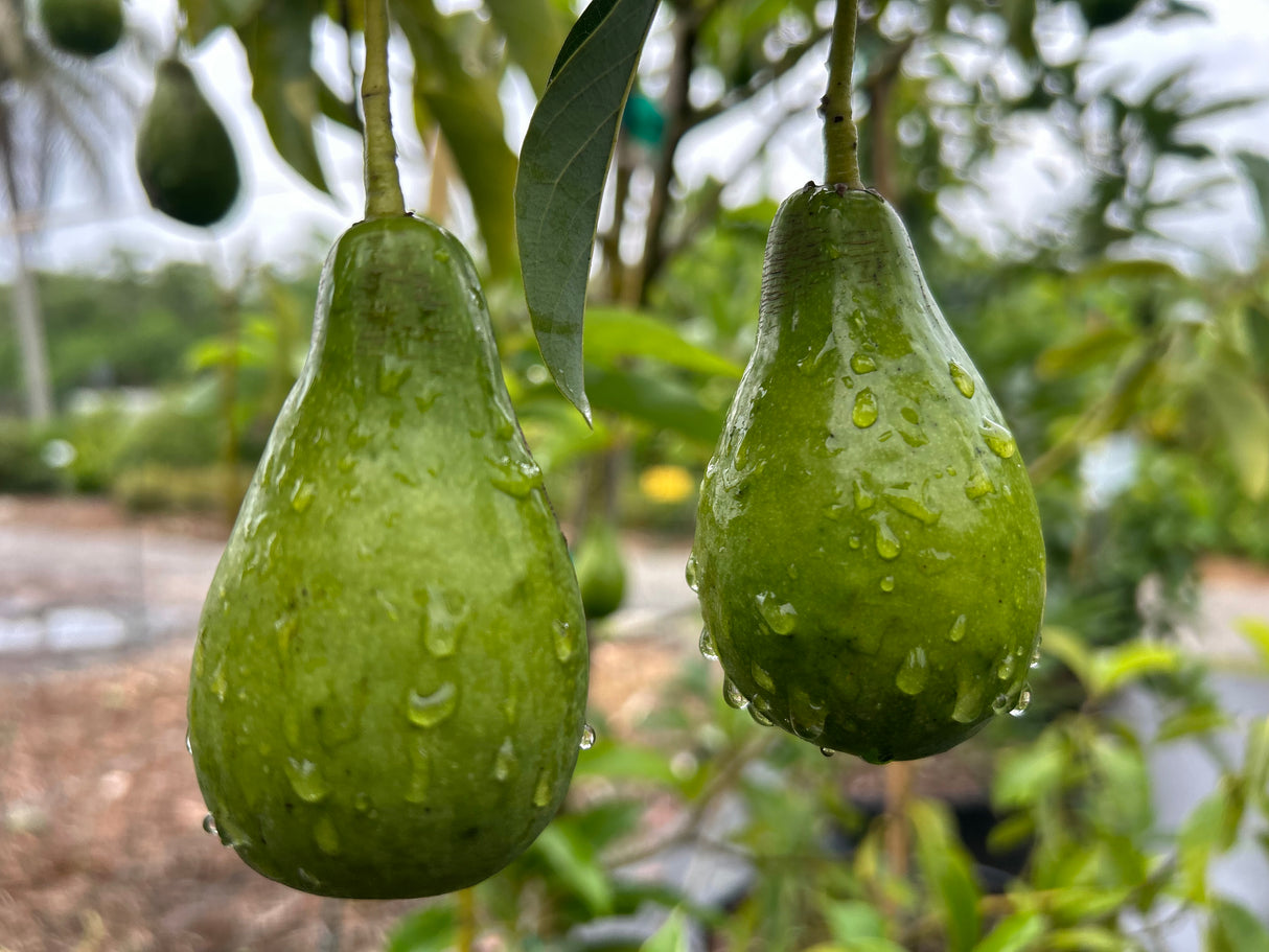 Avocado Tree ‘Fantastic’