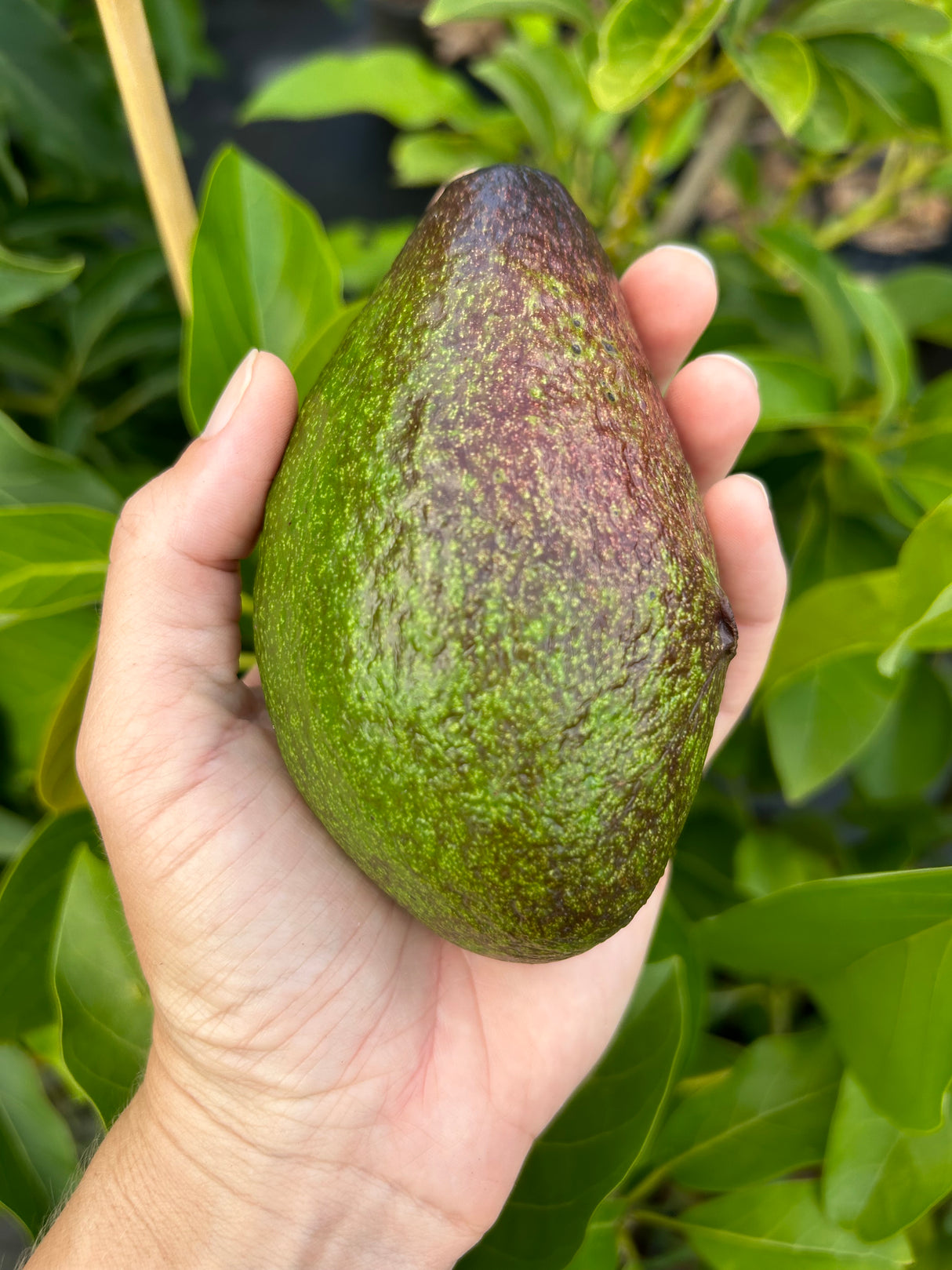 Avocado Tree ‘Maria Black’