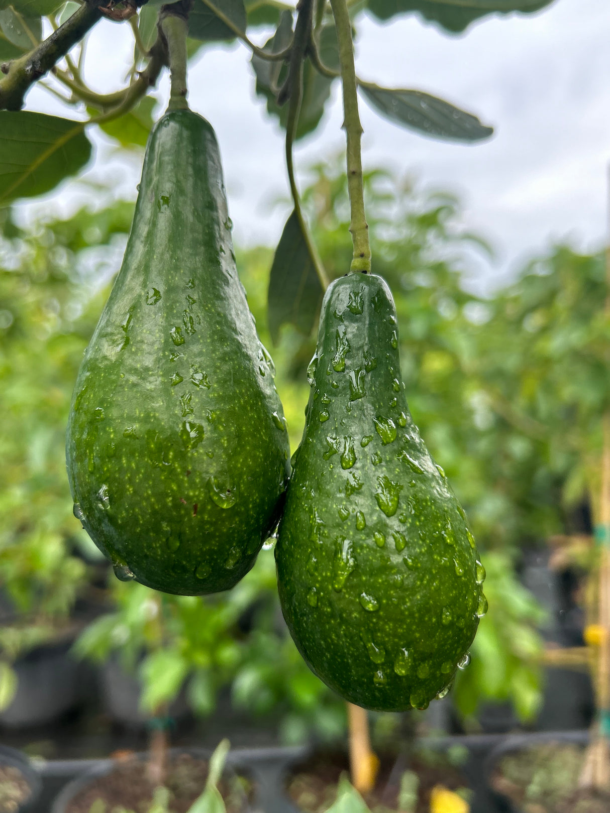 Avocado Tree ‘Mexicola’