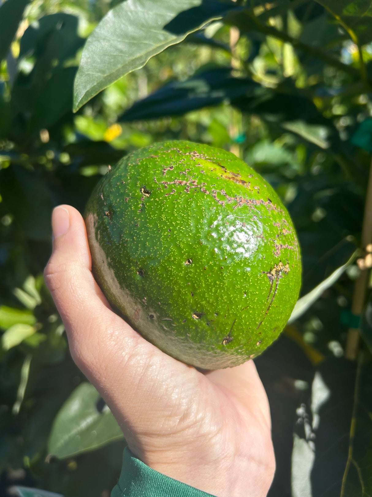 Avocado Tree ‘Monroe’
