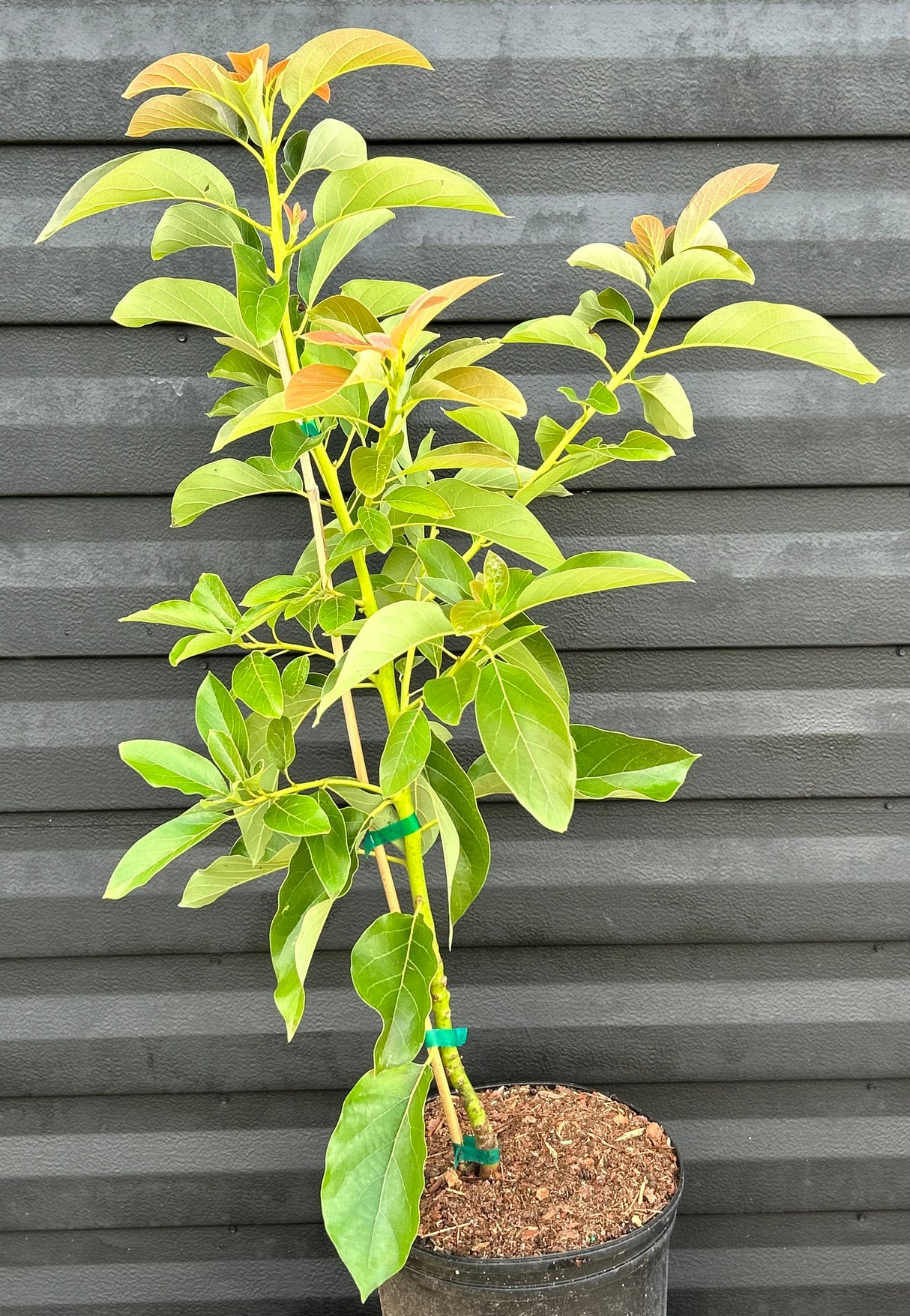 Avocado Tree ‘Oro Negro’