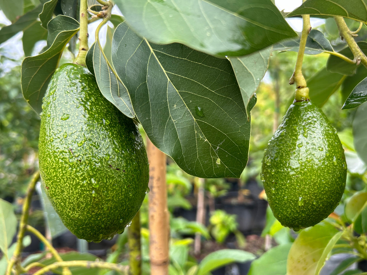 Avocado Tree ‘Utuado’