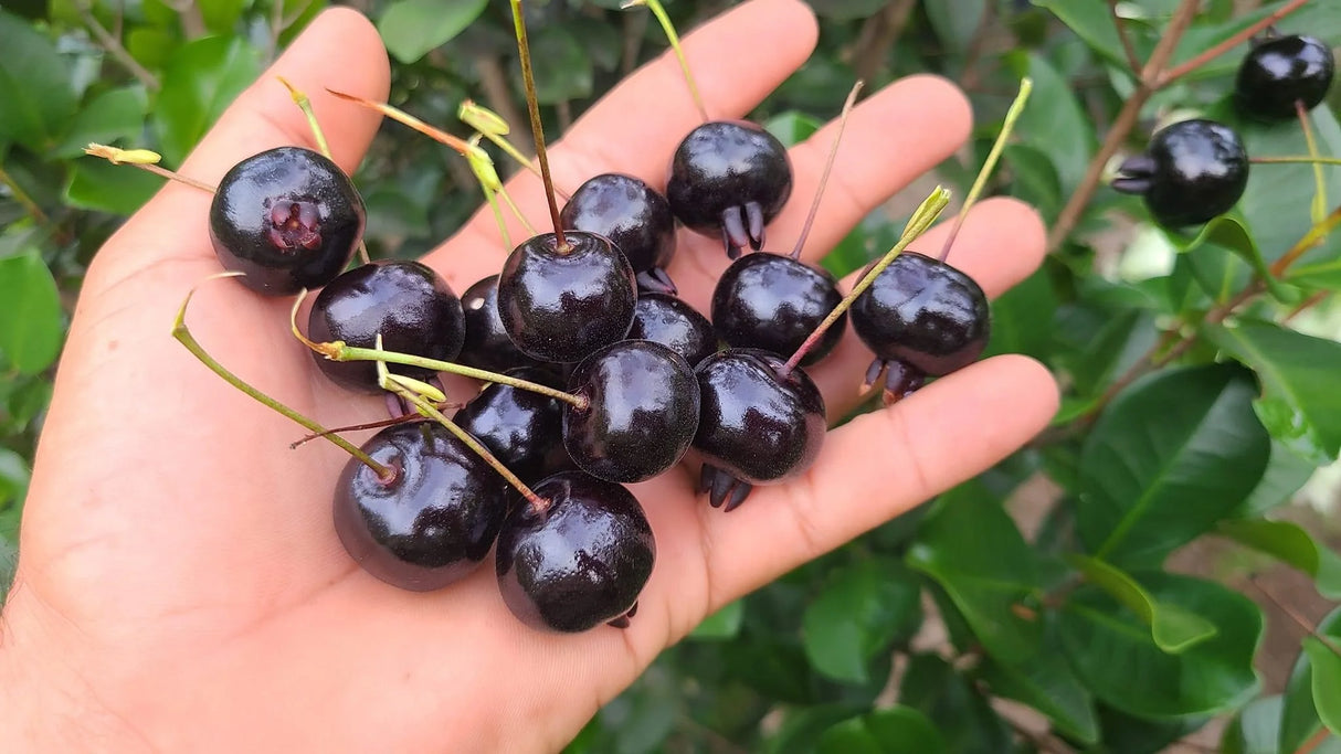 Dwarf Grumichama (Eugenia itaguahiensis)