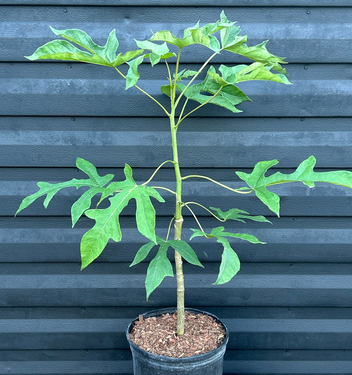 Babaco Tree