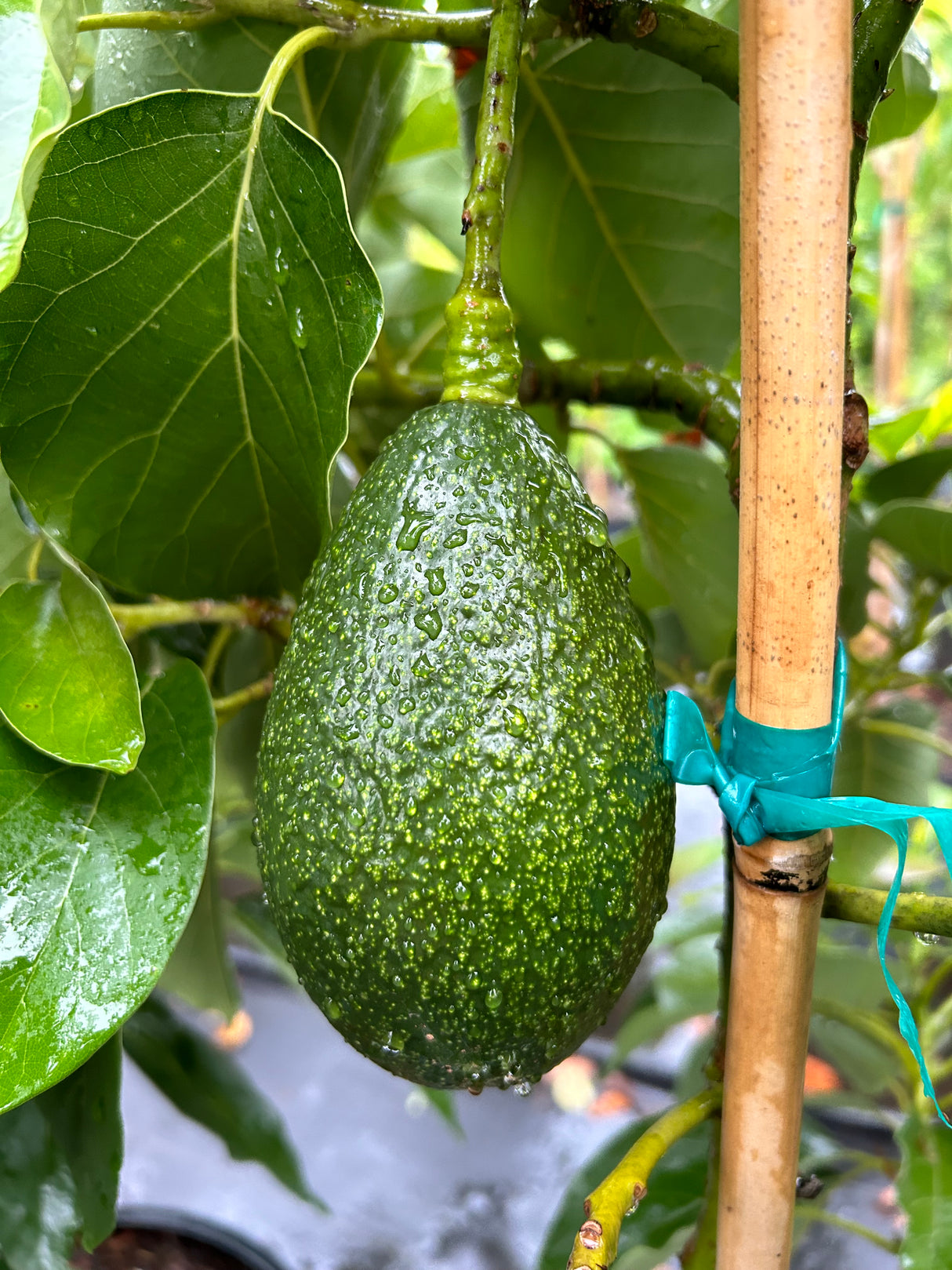 Avocado Tree ‘Bacon’